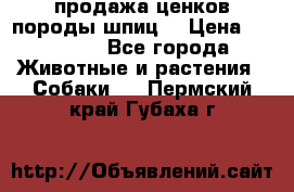 продажа ценков породы шпиц  › Цена ­ 35 000 - Все города Животные и растения » Собаки   . Пермский край,Губаха г.